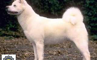 Akita Inu 1